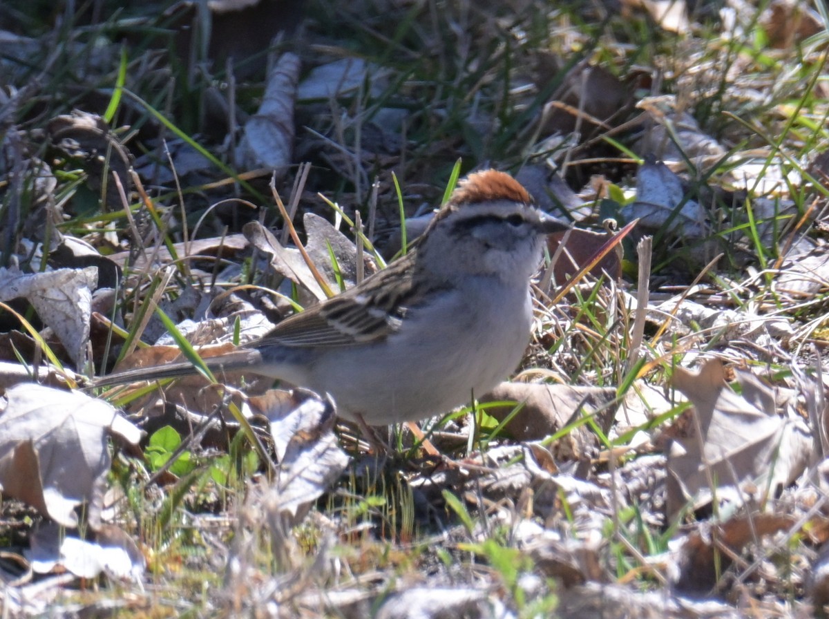 Chipping Sparrow - ML634700113