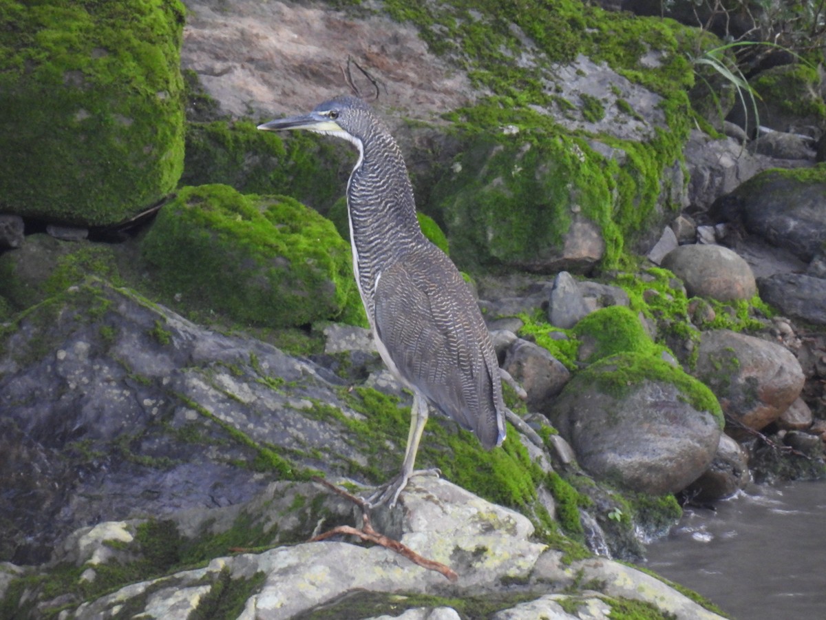 Fasciated Tiger-Heron - ML634700118