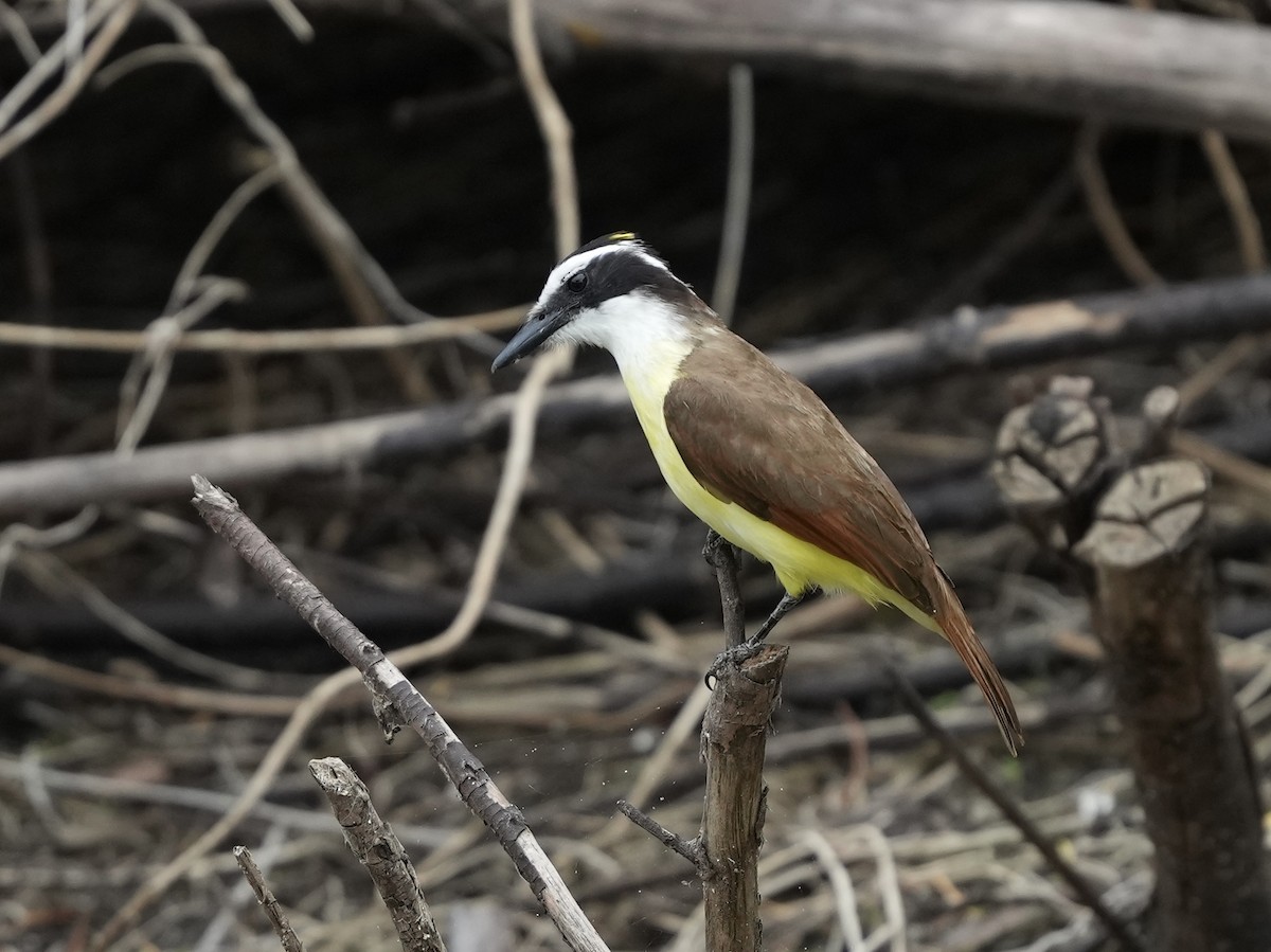 Great Kiskadee - ML634700130