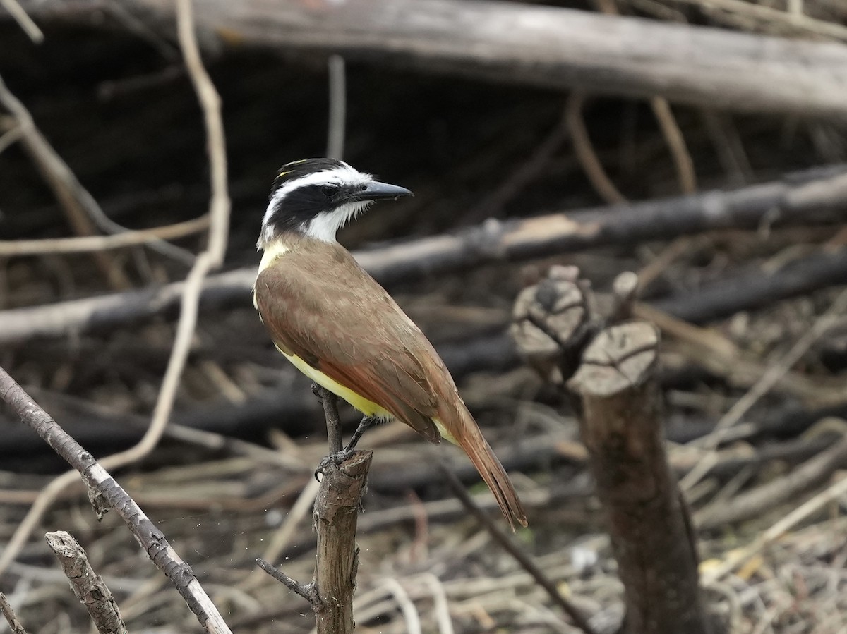 Great Kiskadee - ML634700131