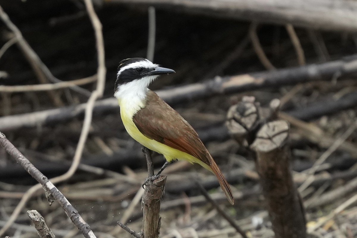 Great Kiskadee - ML634700132