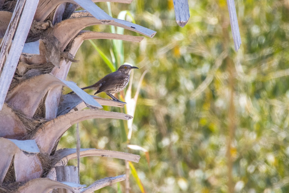 Gray Thrasher - ML634700133