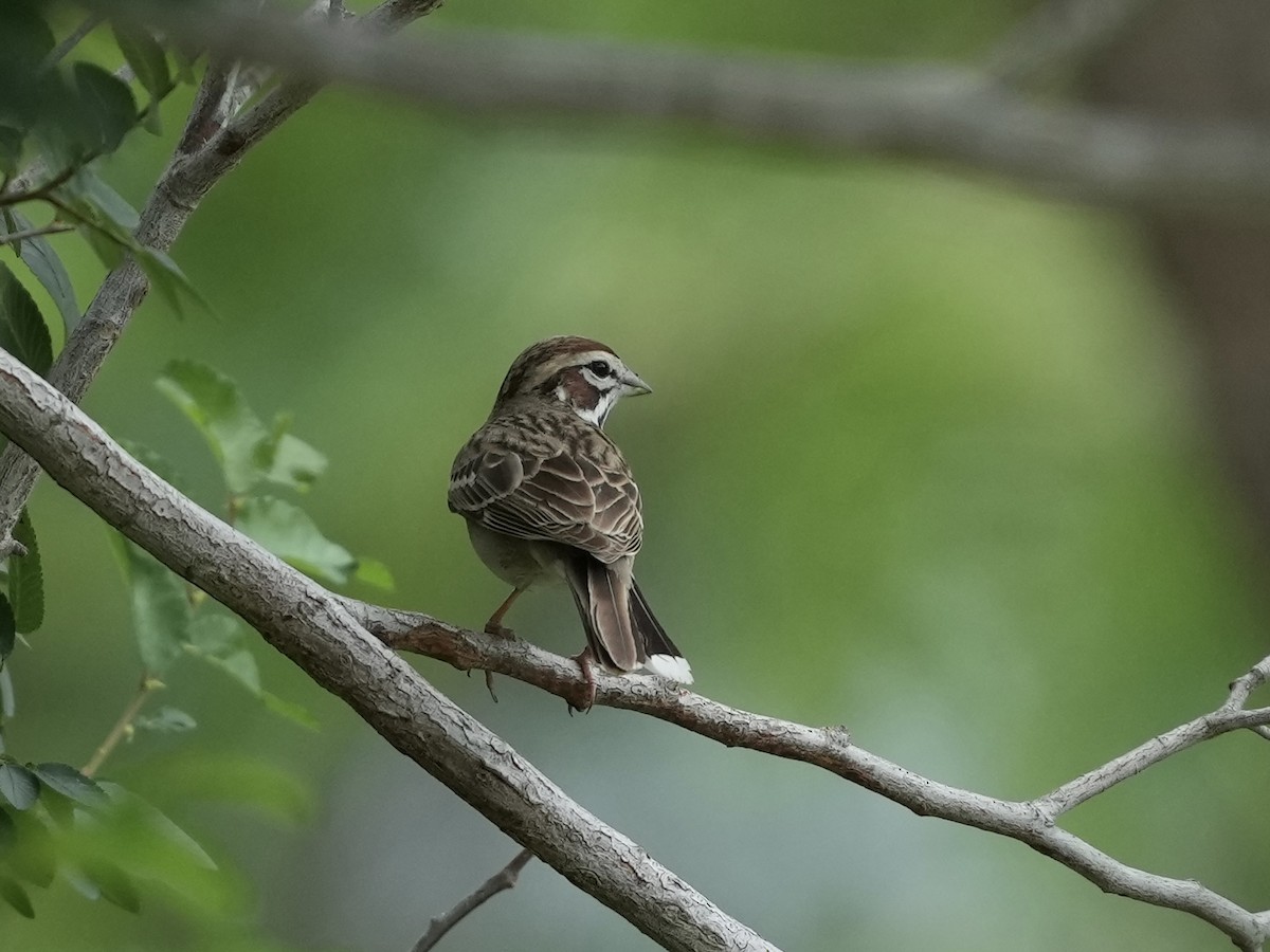 Lark Sparrow - ML634700149