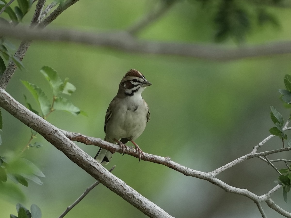 Lark Sparrow - ML634700150