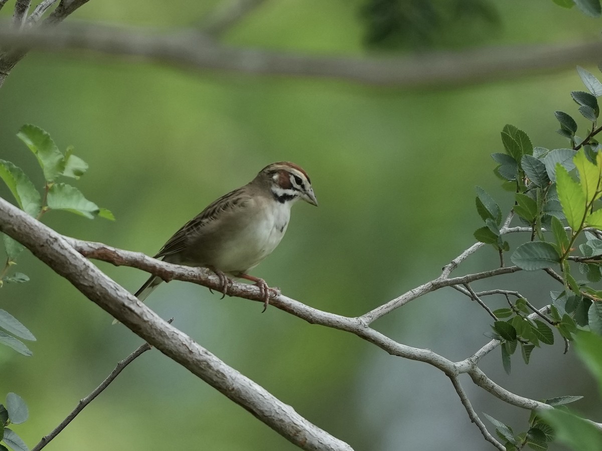 Lark Sparrow - ML634700152