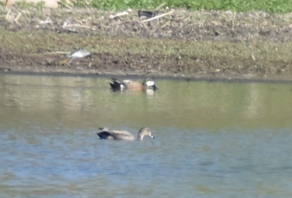 雑種 ハシビロガモ ｘ オカヨシガモ - ML634700165