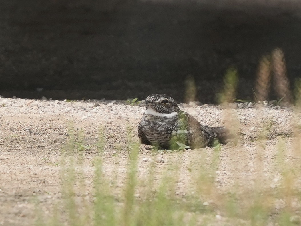 Lesser Nighthawk - ML634700219