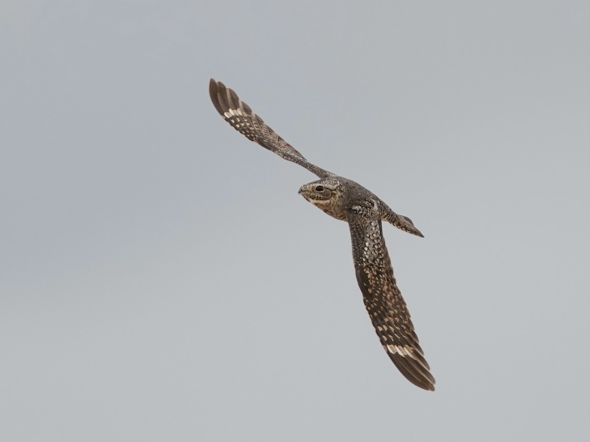 Lesser Nighthawk - ML634700220