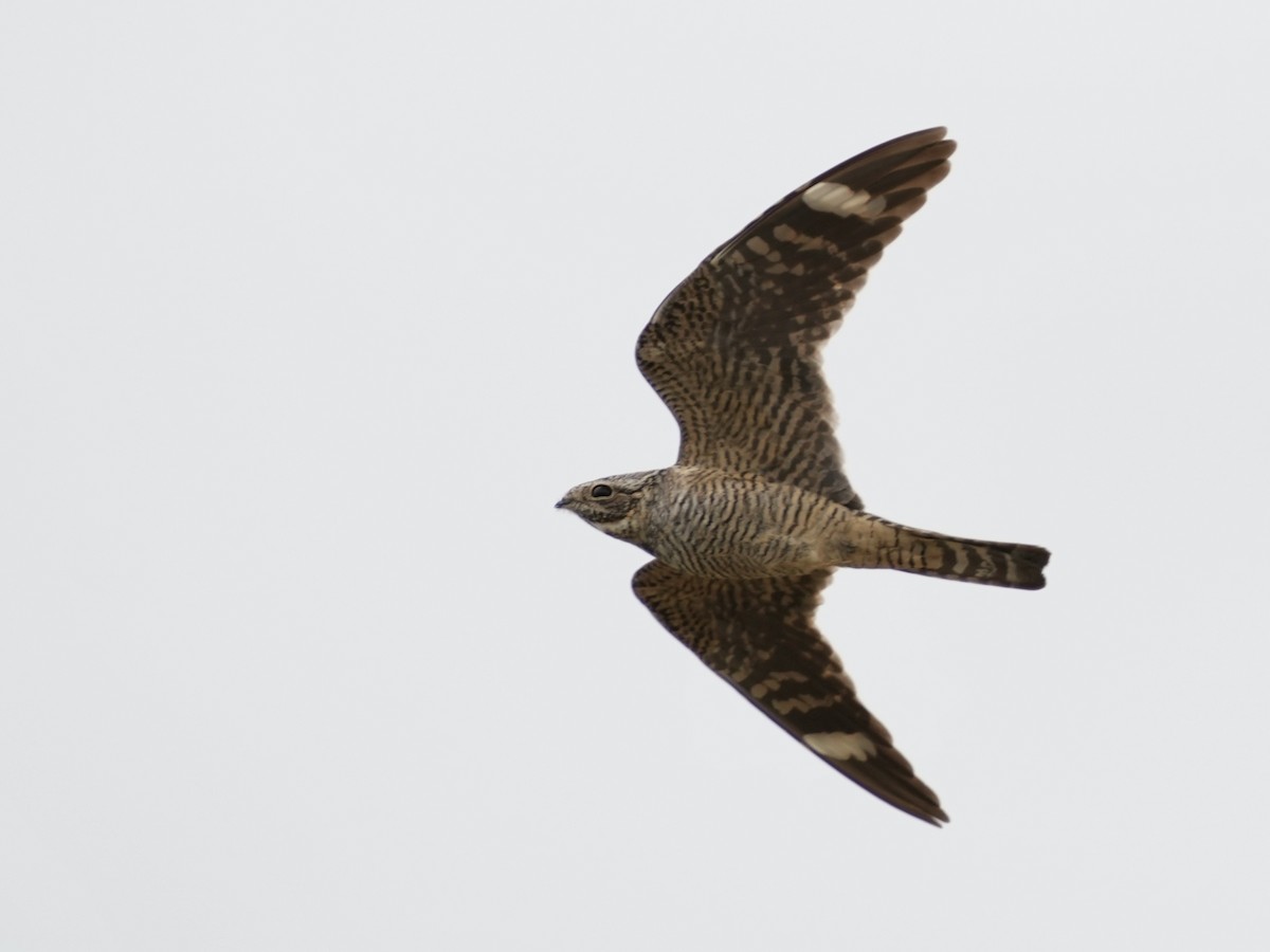 Lesser Nighthawk - ML634700221
