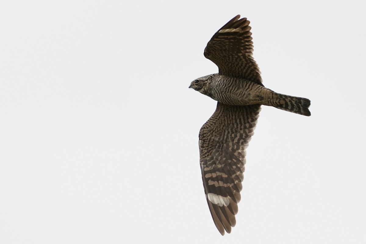 Lesser Nighthawk - ML634700222