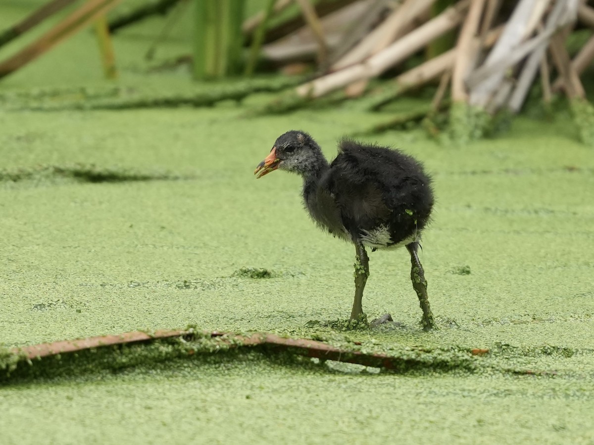 Common Gallinule - ML634700242