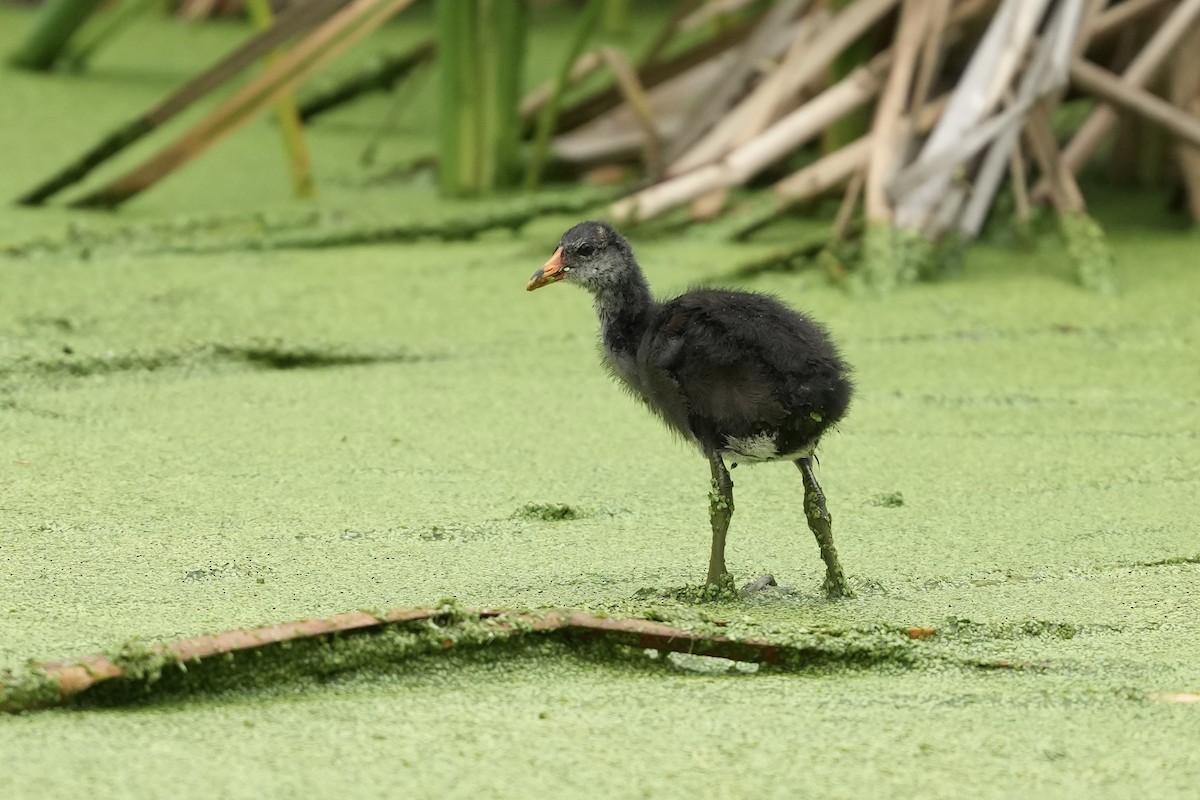 Common Gallinule - ML634700244