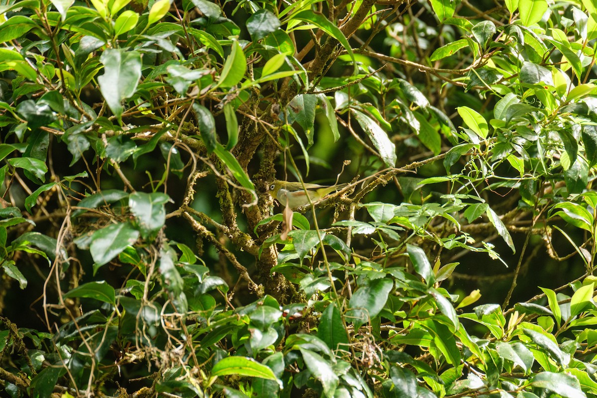Chestnut-flanked White-eye - ML634700405