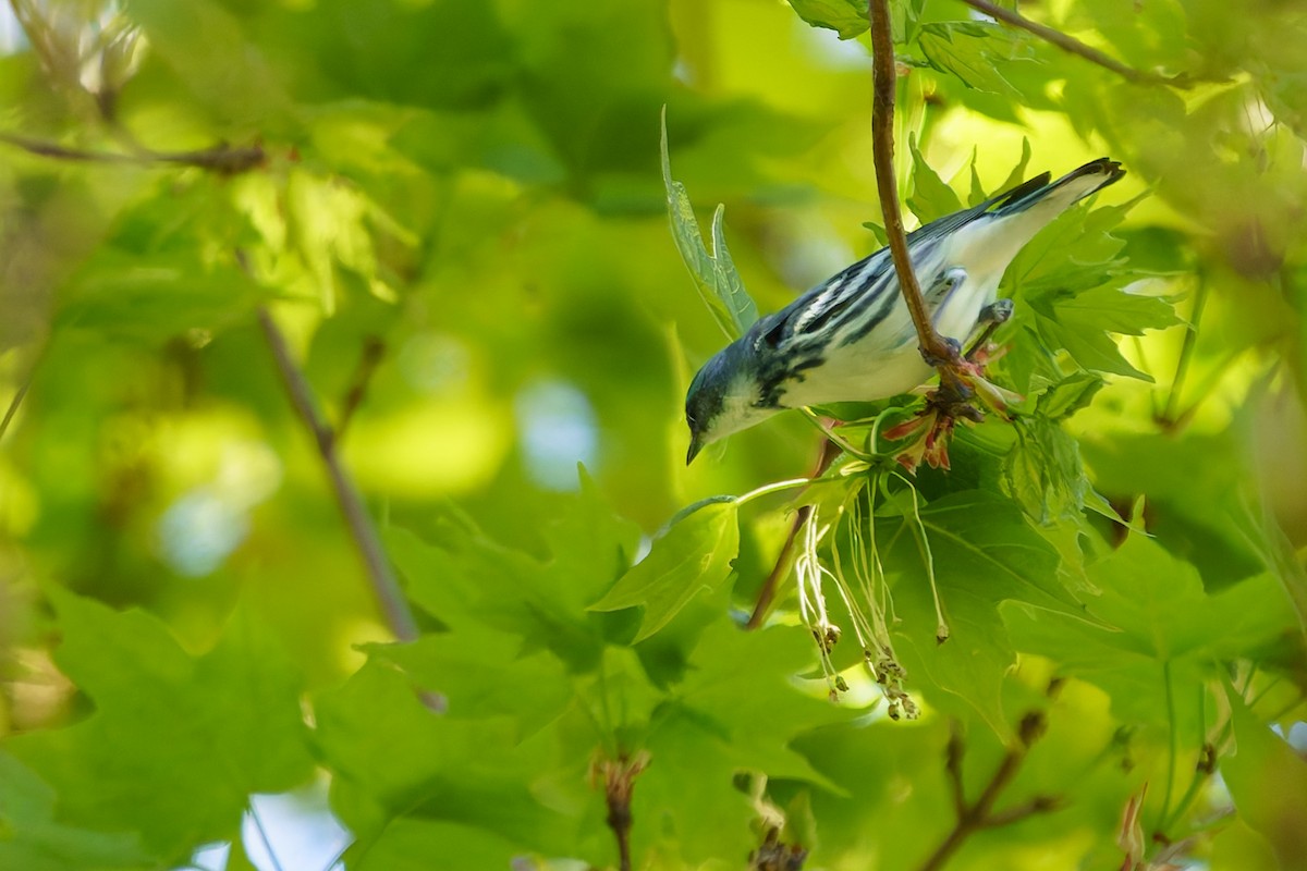 Cerulean Warbler - ML634700466