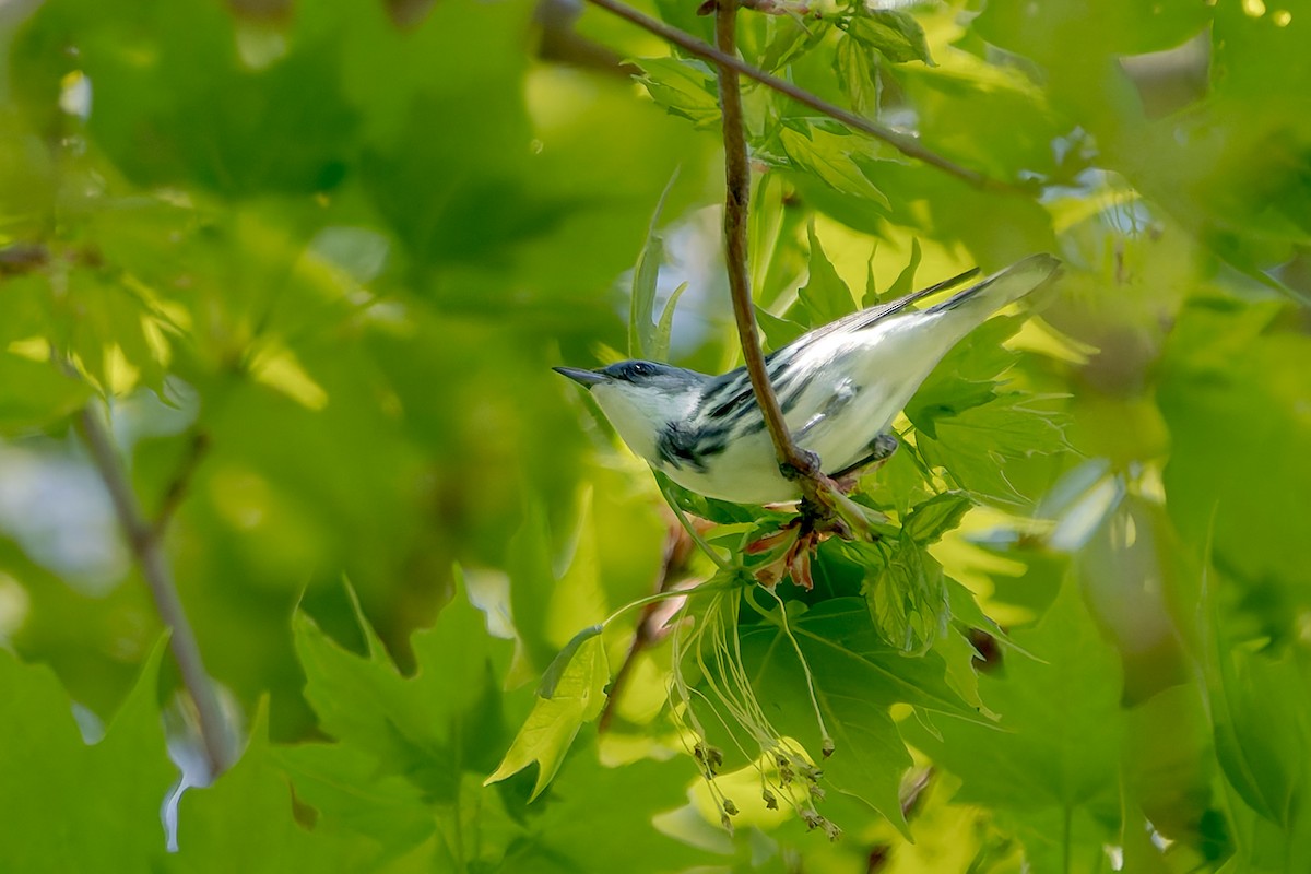 Cerulean Warbler - ML634700467