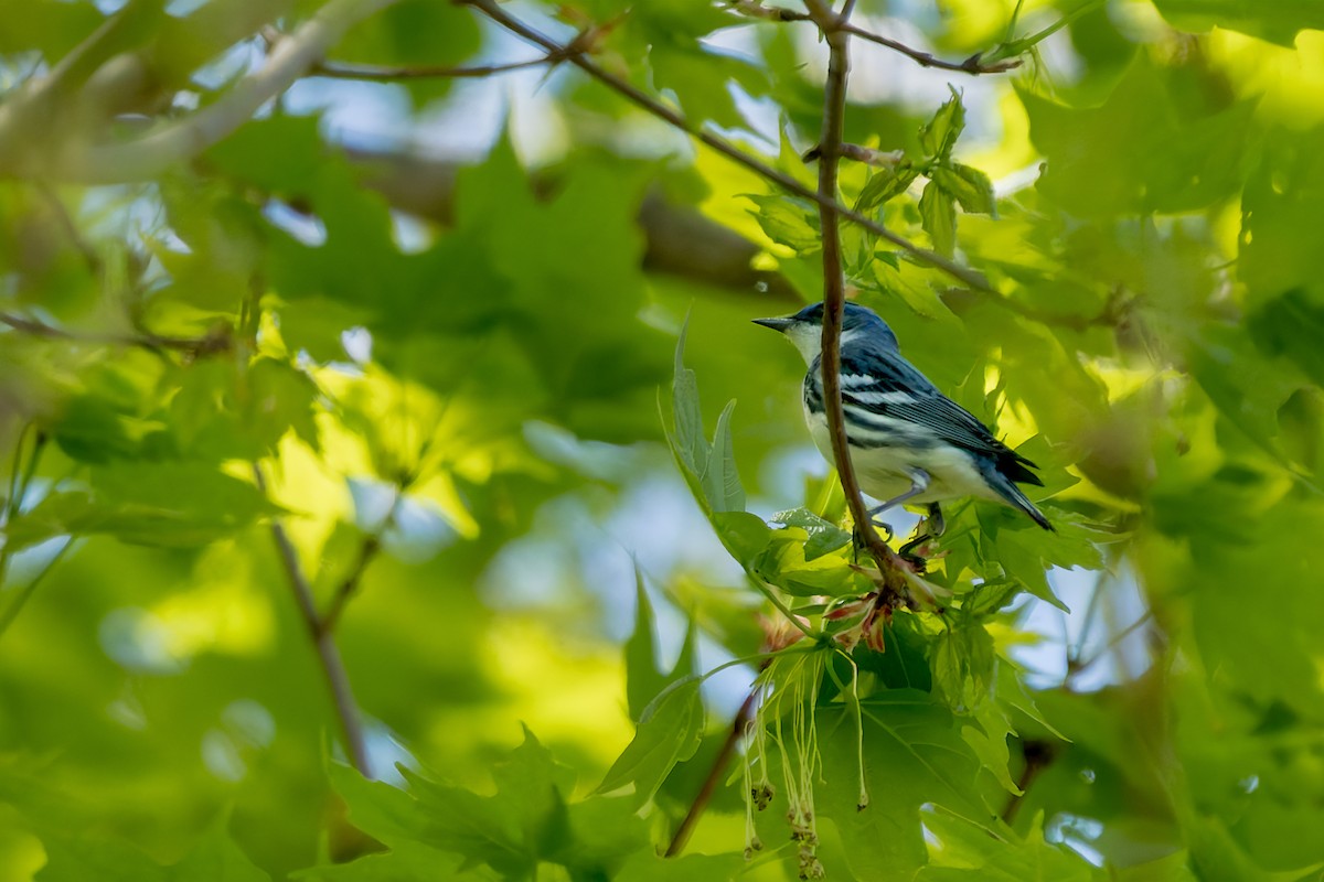 Cerulean Warbler - ML634700469