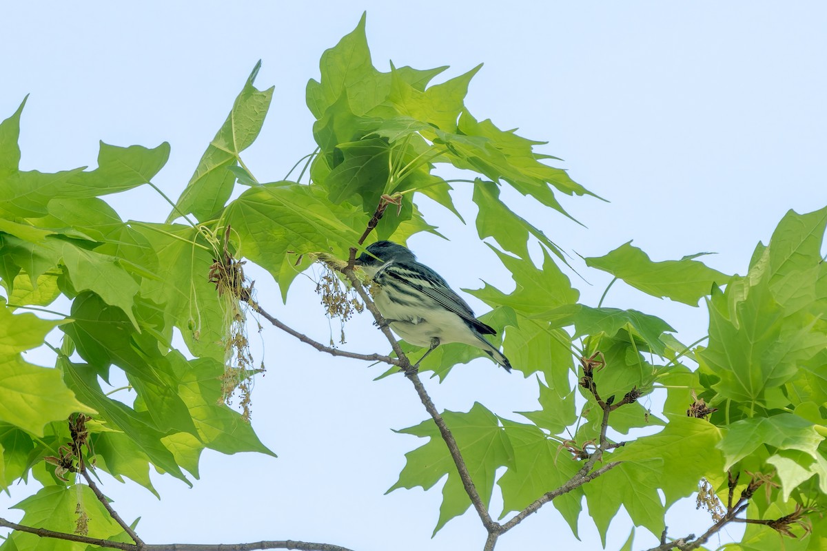Cerulean Warbler - ML634700470
