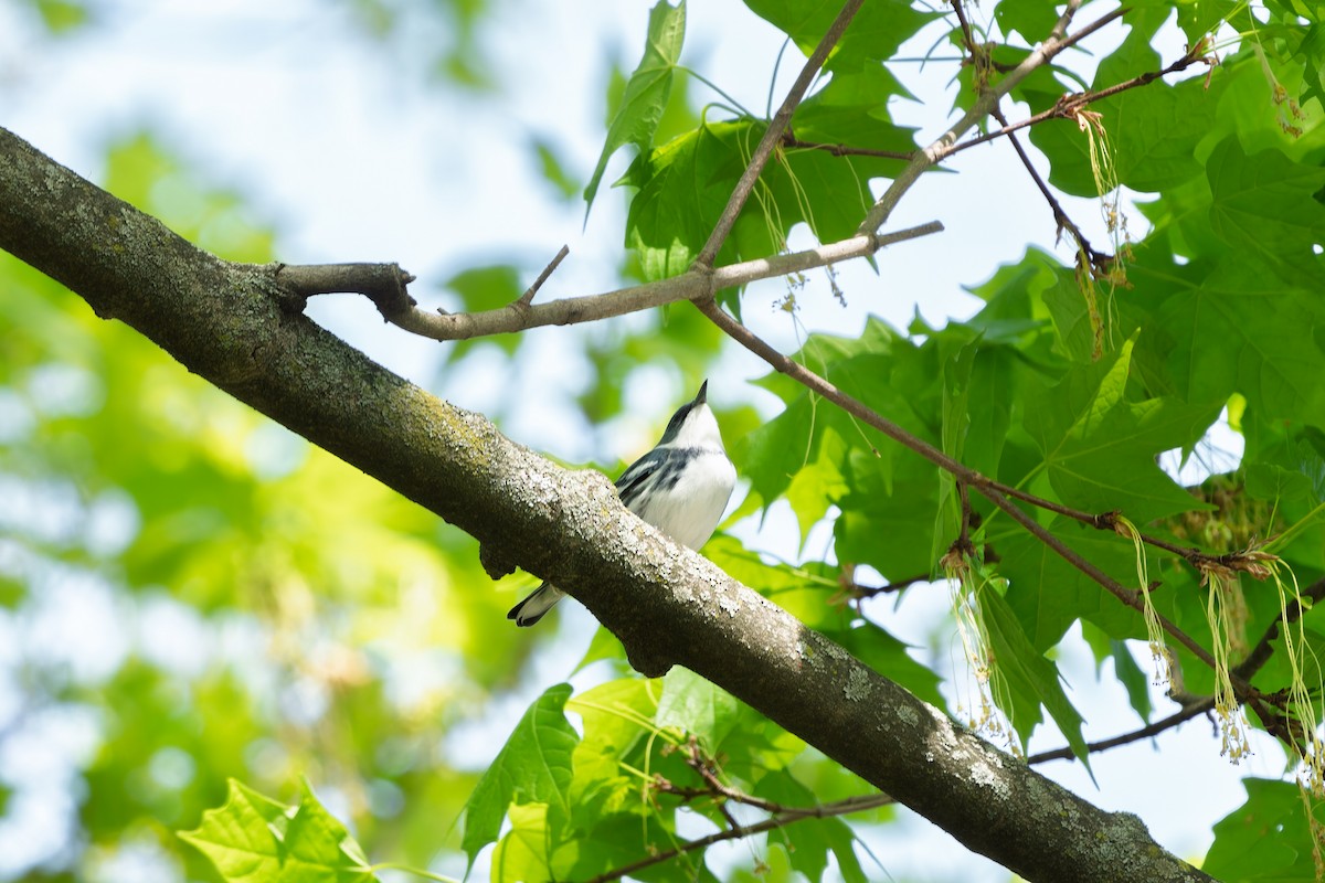 Cerulean Warbler - ML634700471