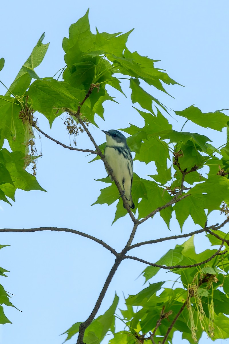 Cerulean Warbler - ML634700472