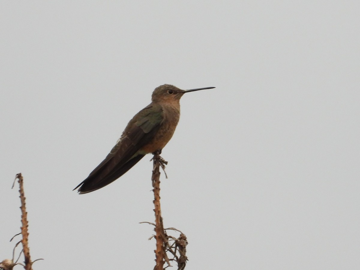 Koca Kolibri - ML634700613