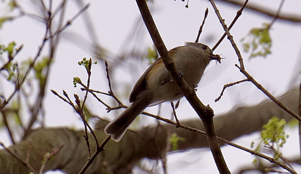 Tufted Titmouse - ML634700864