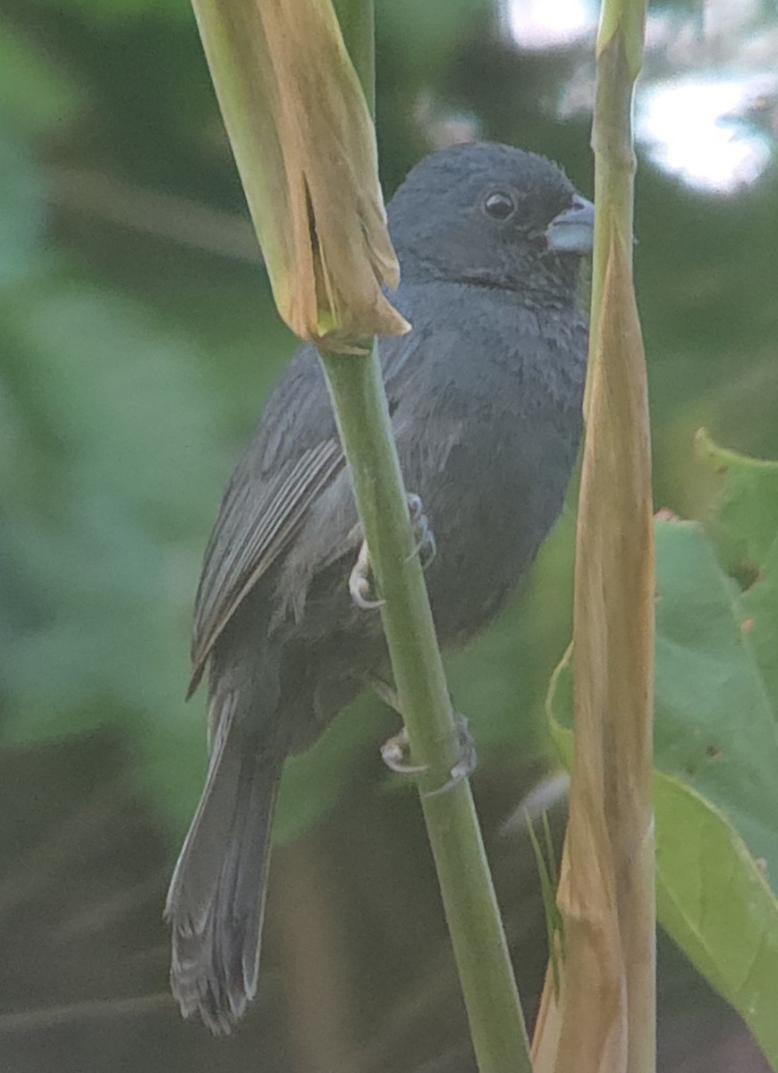 Blue Seedeater - ML634700889