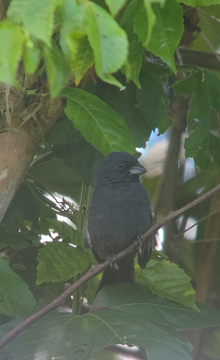 Blue Seedeater - ML634700890