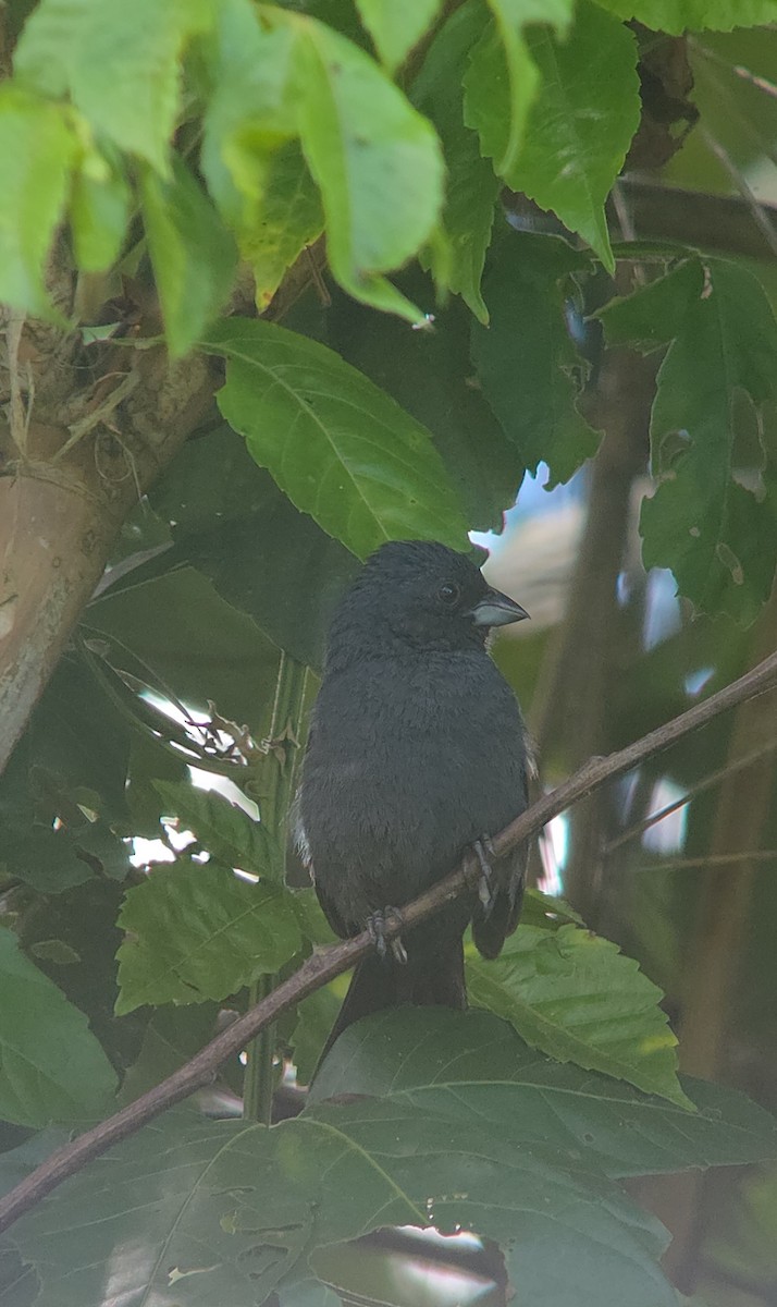 Blue Seedeater - ML634700891