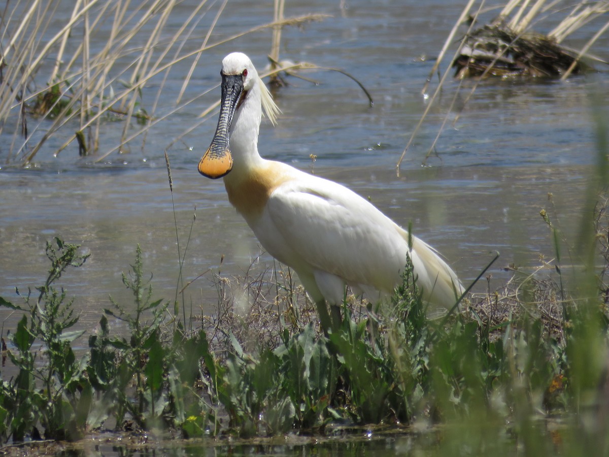 Espátula Común - ML634700912