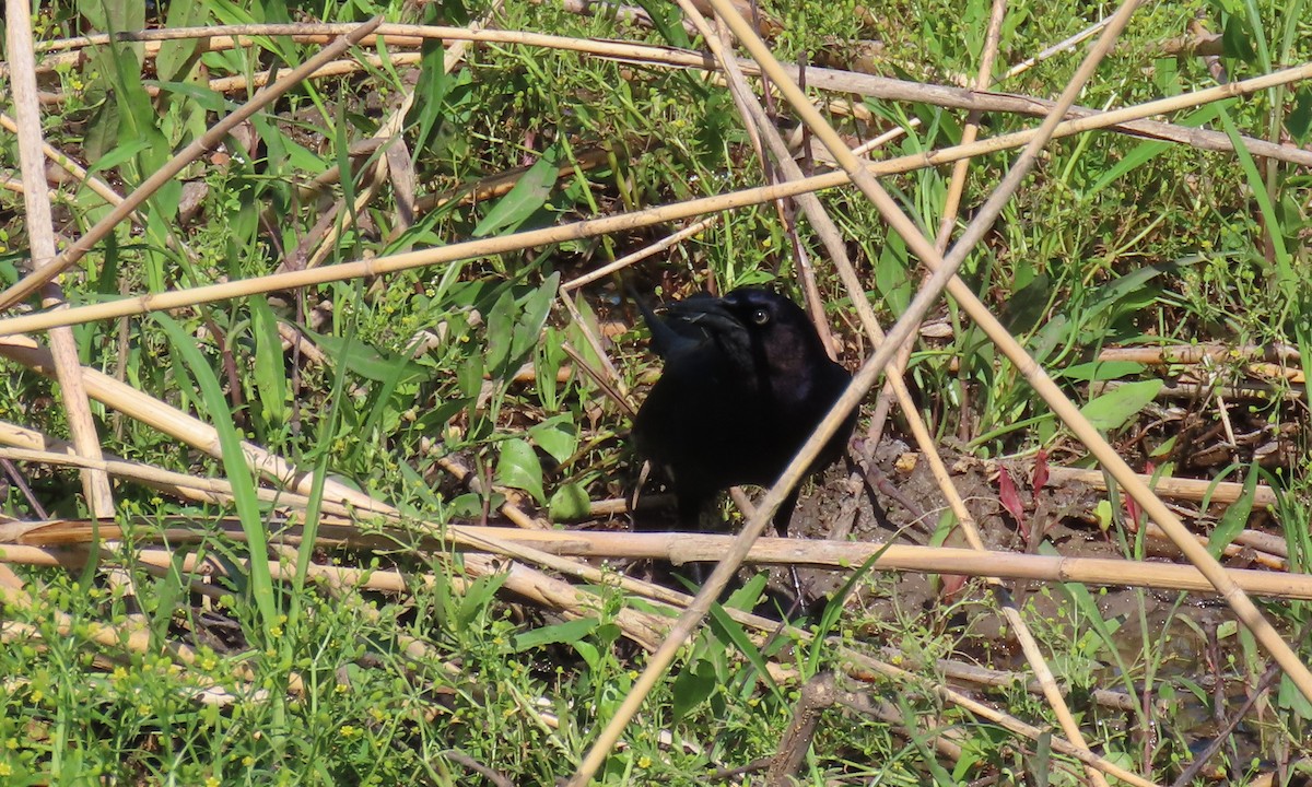 Boat-tailed Grackle - ML634700917
