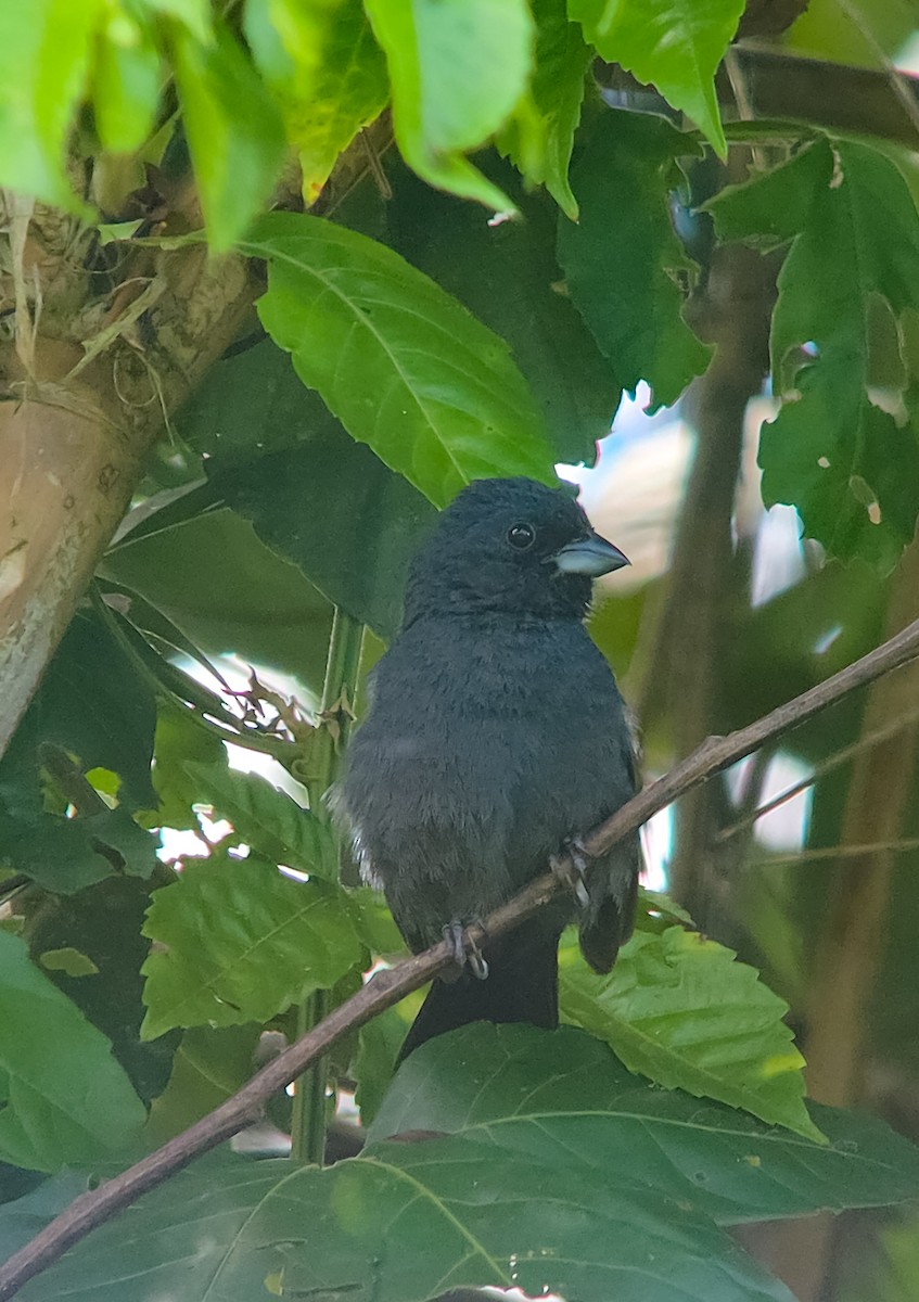 Blue Seedeater - ML634700918