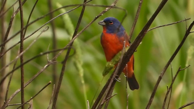 Painted Bunting - ML634701010