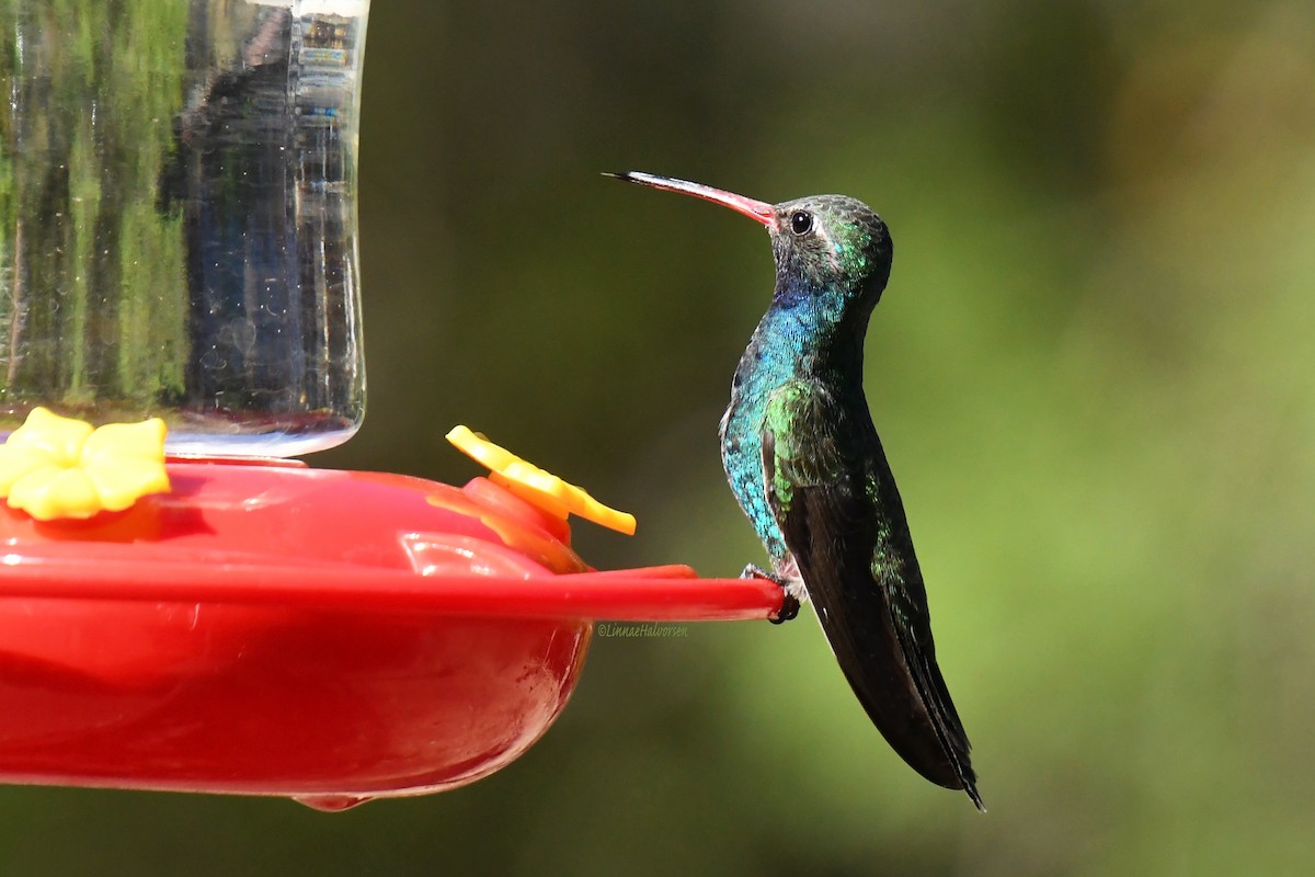 Broad-billed Hummingbird - ML634701090