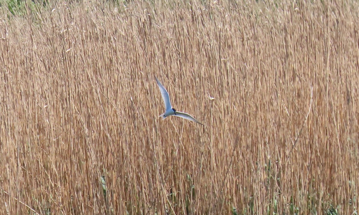 Gull-billed Tern - ML634701134