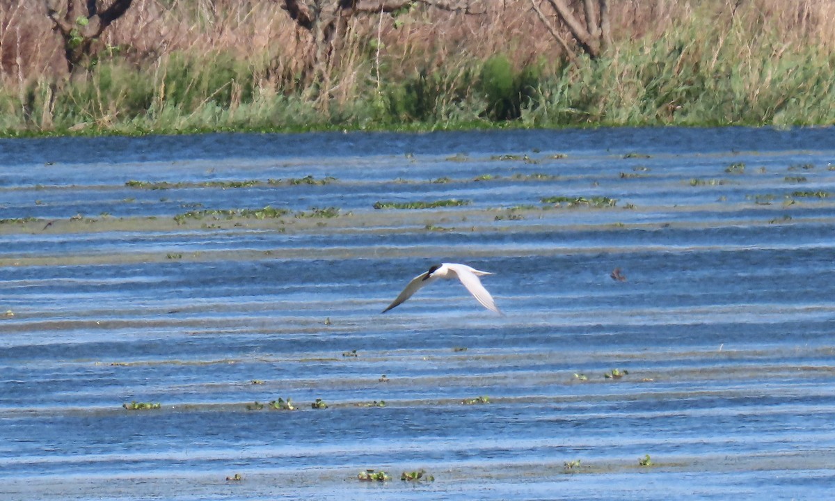 Gull-billed Tern - ML634701155