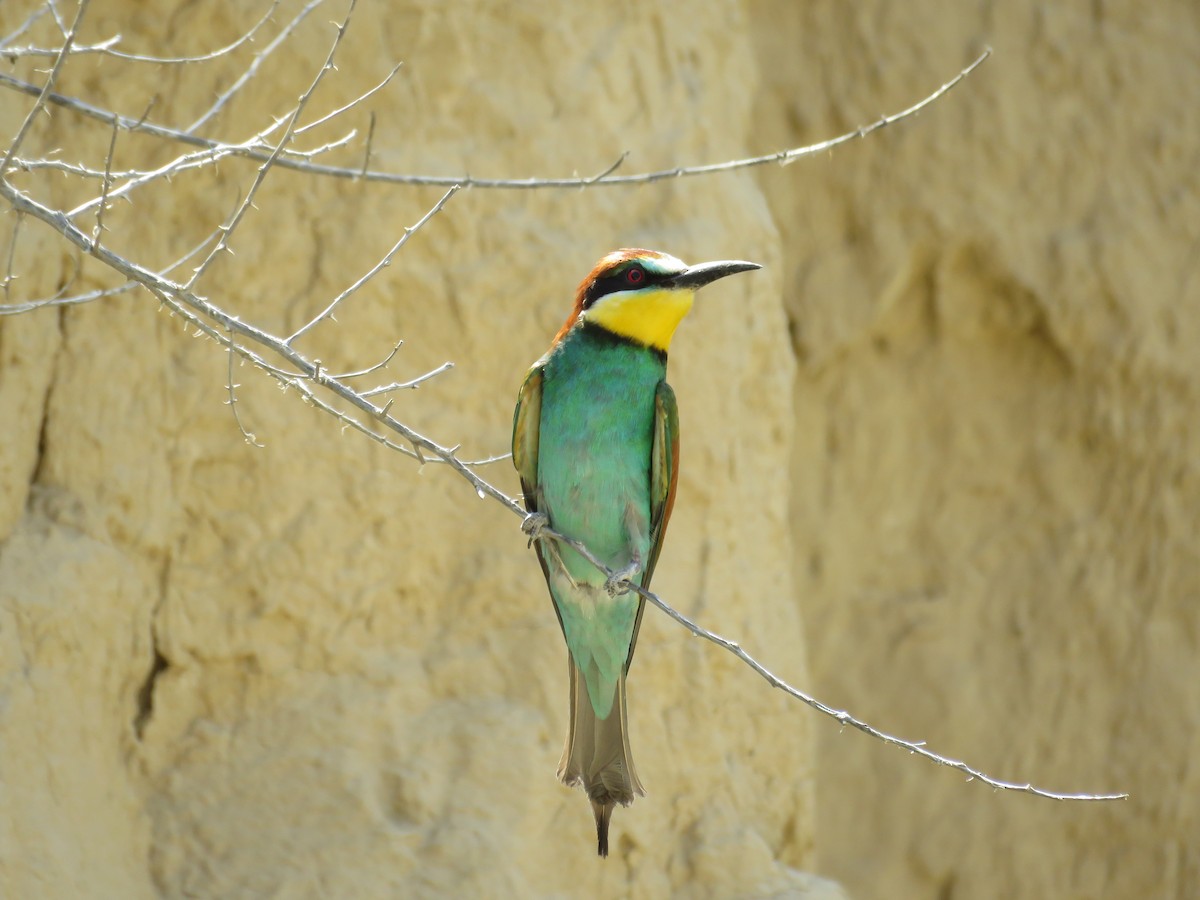 Abejaruco Europeo - ML634701158