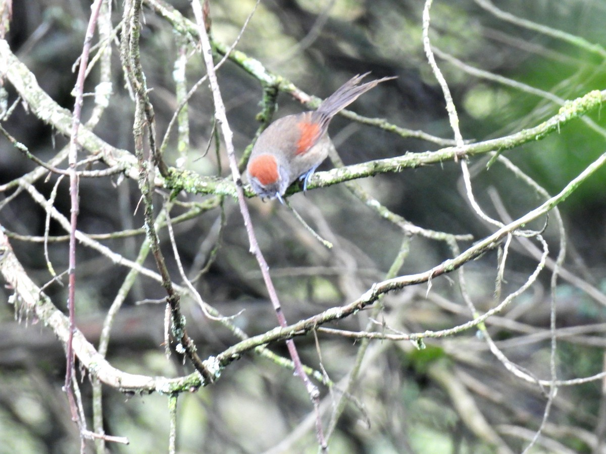 Silvery-throated Spinetail - ML634701202