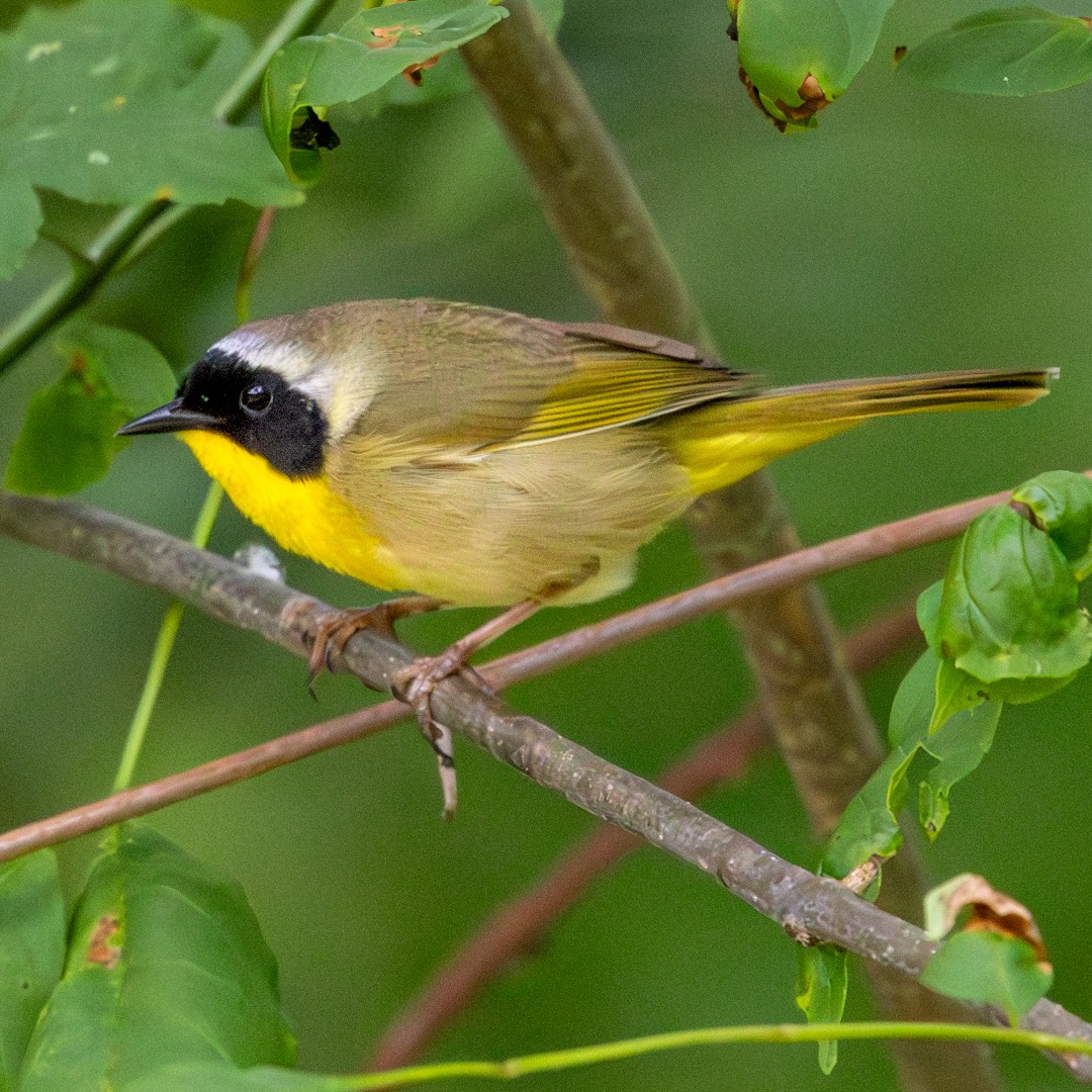 Common Yellowthroat - ML634701251