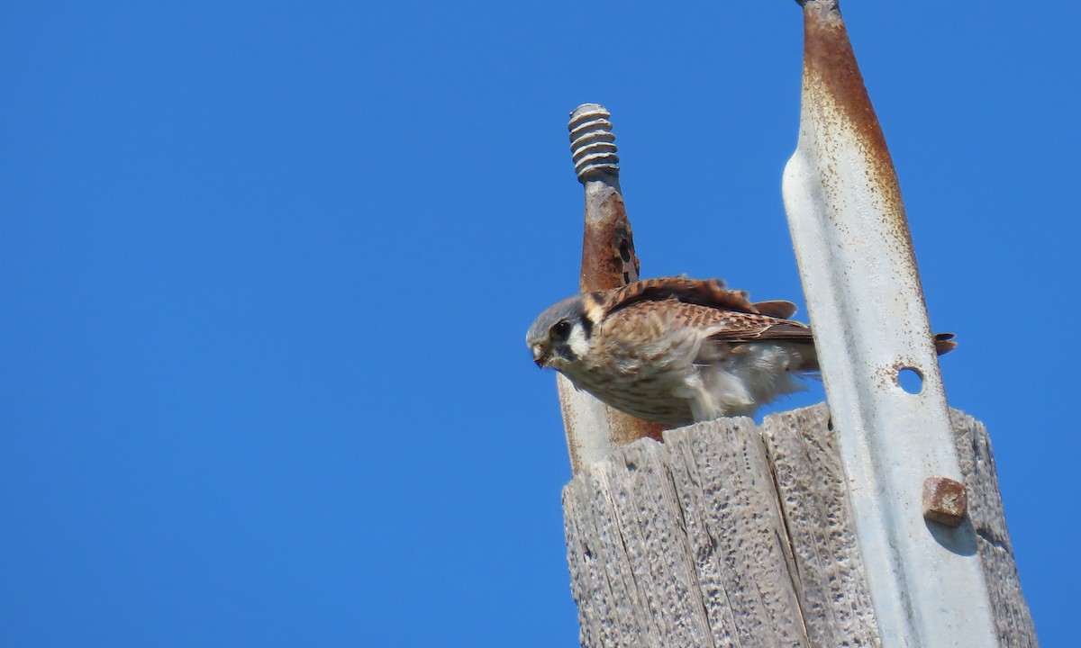American Kestrel - ML634701292