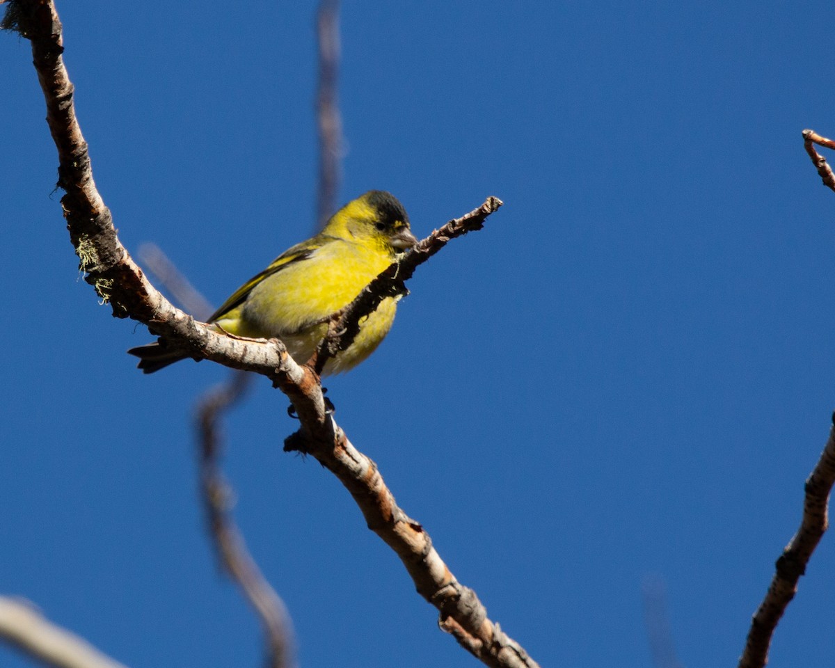 Black-chinned Siskin - ML634701305