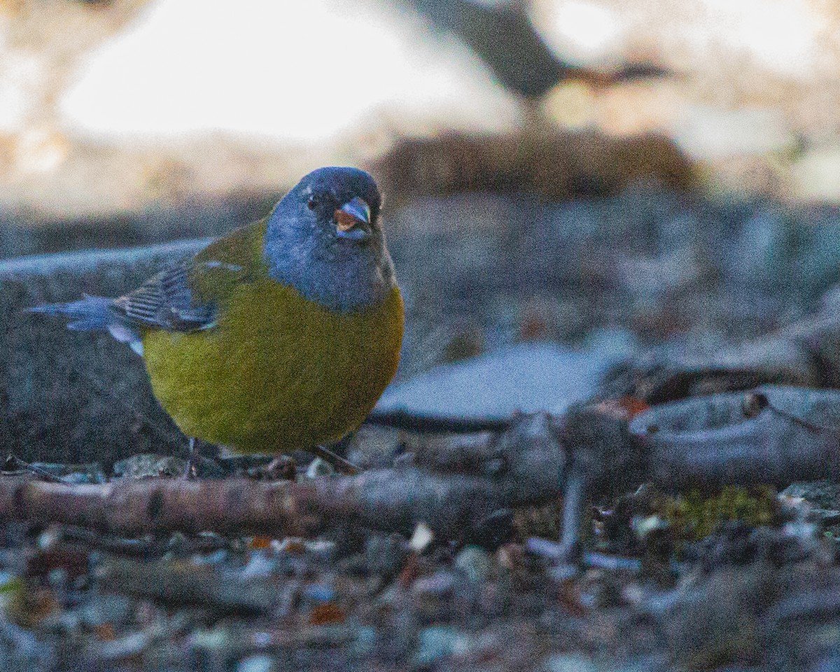 Gray-hooded Sierra Finch - ML634701308