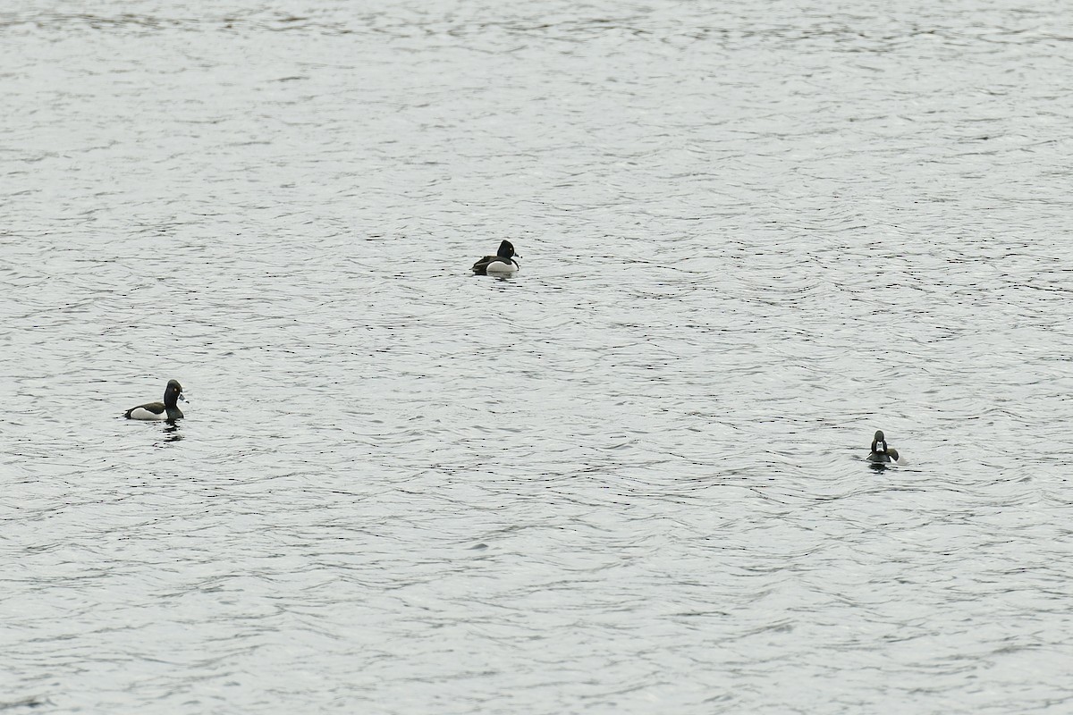 Ring-necked Duck - ML634701342