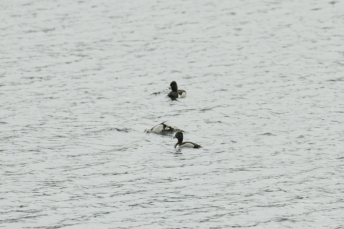 Ring-necked Duck - ML634701343