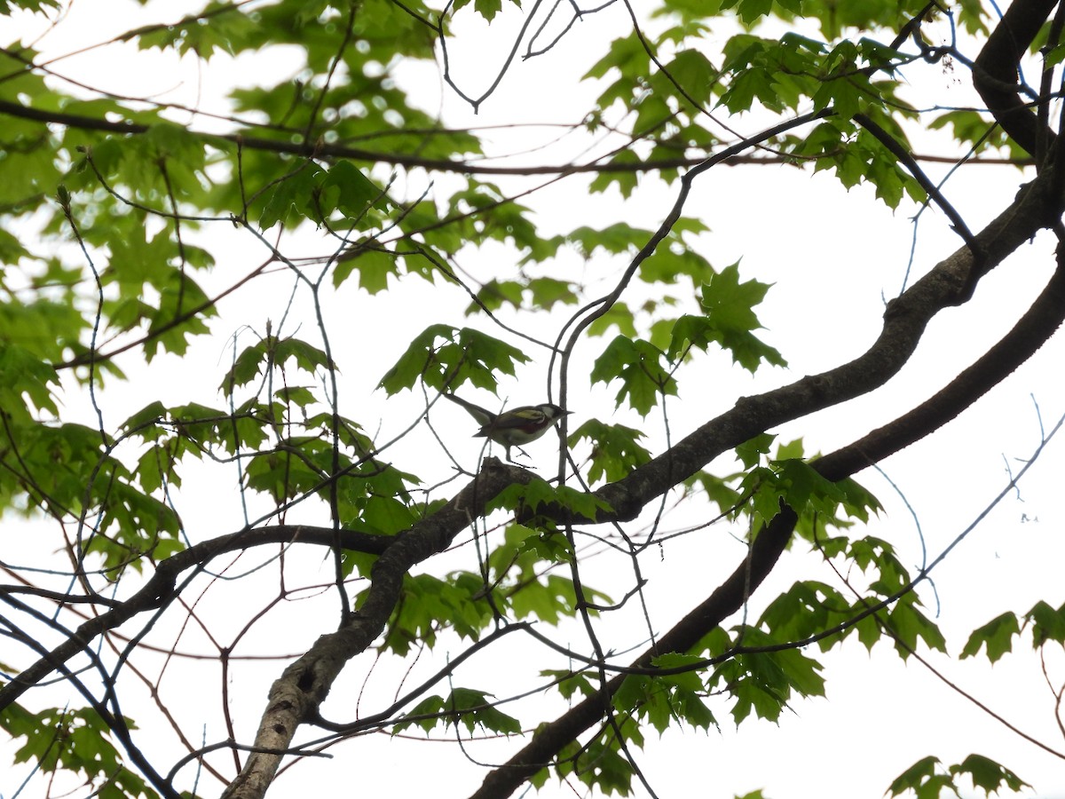 Chestnut-sided Warbler - ML634701344