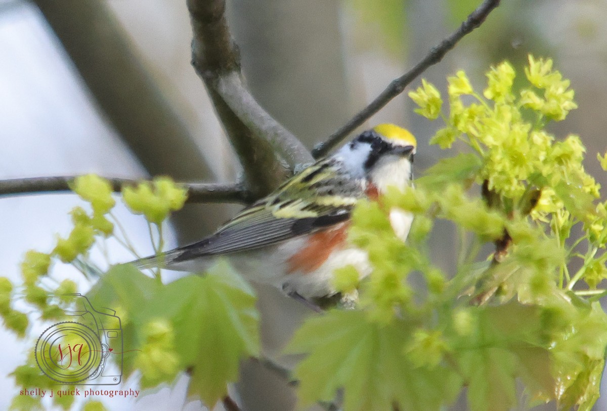 Chestnut-sided Warbler - ML634701570