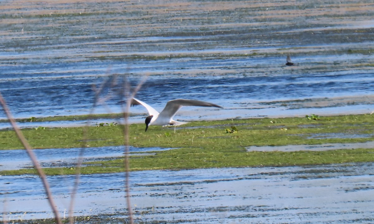 Gull-billed Tern - ML634701664