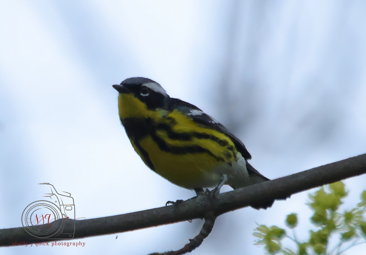 Magnolia Warbler - ML634701666