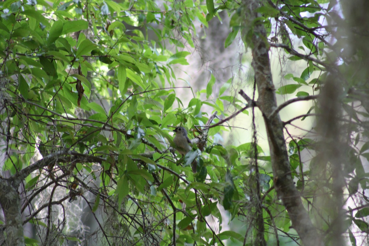 Tufted Titmouse - ML634701668