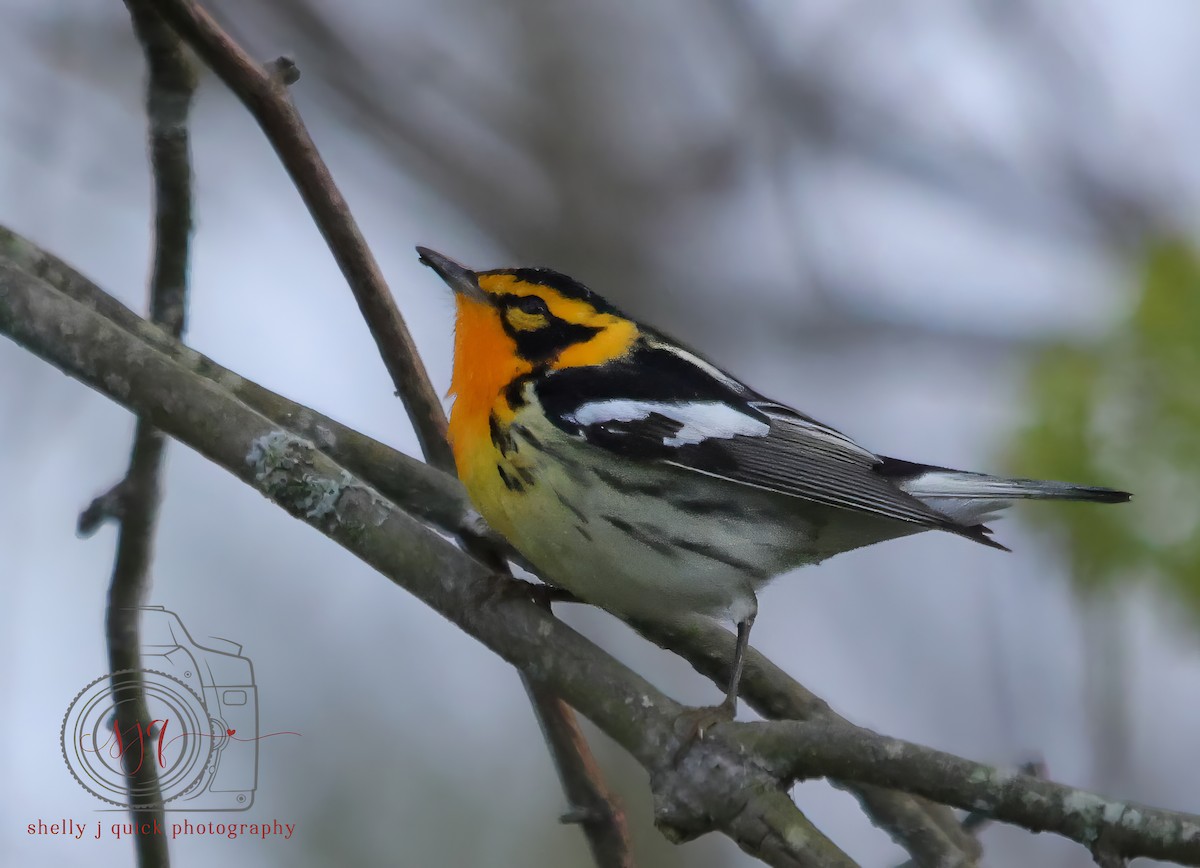 Blackburnian Warbler - ML634701684