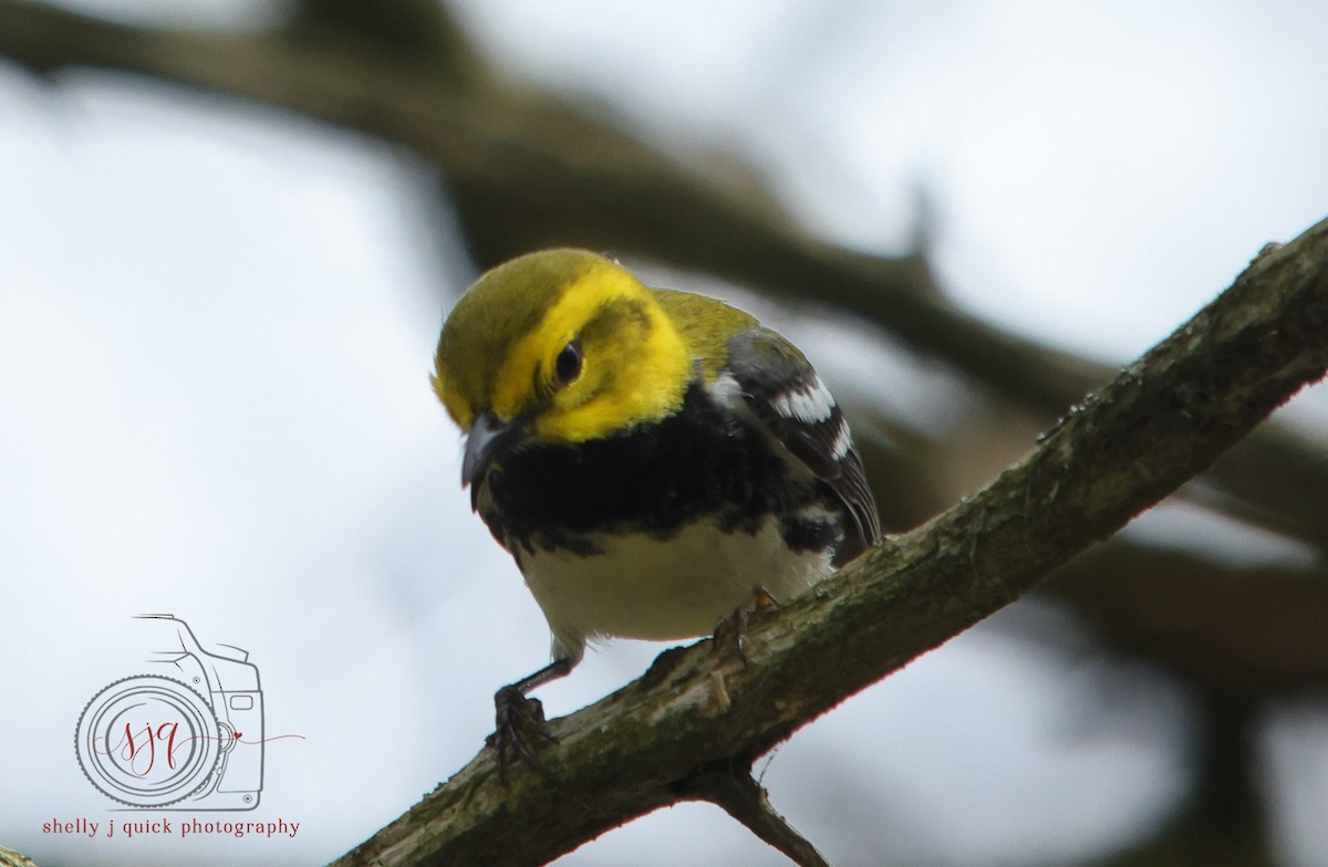 Black-throated Green Warbler - ML634701700